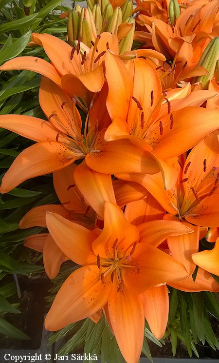 Lilium Hollandicum-Ryhm 'Tiny Invader', tarhasarjalilja
